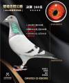 图片暂时未上传