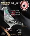 图片暂时未上传