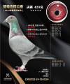 图片暂时未上传