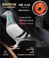图片暂时未上传