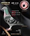 图片暂时未上传