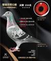 图片暂时未上传