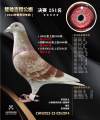 图片暂时未上传