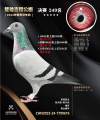 图片暂时未上传