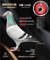 图片暂时未上传