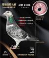 图片暂时未上传