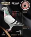 图片暂时未上传