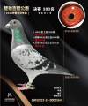 图片暂时未上传