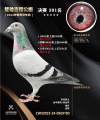 图片暂时未上传