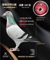 图片暂时未上传