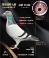 图片暂时未上传