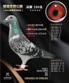图片暂时未上传