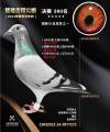 图片暂时未上传