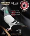 图片暂时未上传