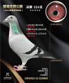 图片暂时未上传