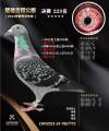 图片暂时未上传