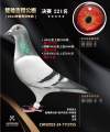 图片暂时未上传
