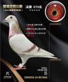 图片暂时未上传