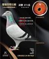 图片暂时未上传