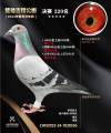 图片暂时未上传