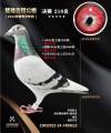 图片暂时未上传