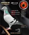 图片暂时未上传