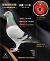图片暂时未上传