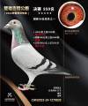 图片暂时未上传