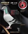 图片暂时未上传