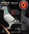 图片暂时未上传