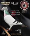 图片暂时未上传