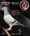 图片暂时未上传