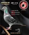 图片暂时未上传