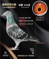 图片暂时未上传