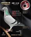 图片暂时未上传