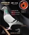 图片暂时未上传