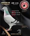 图片暂时未上传