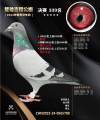 图片暂时未上传