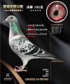 图片暂时未上传
