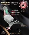 图片暂时未上传