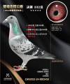 图片暂时未上传