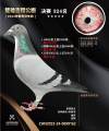图片暂时未上传
