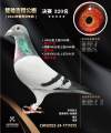 图片暂时未上传