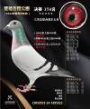 图片暂时未上传