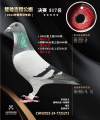 图片暂时未上传