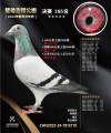 图片暂时未上传