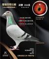 图片暂时未上传