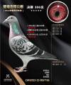 图片暂时未上传