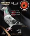 图片暂时未上传