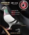 图片暂时未上传